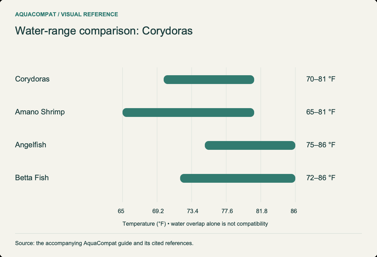 Corydoras: 70–81 °F; Amano Shrimp: 65–81 °F; Angelfish: 75–86 °F; Betta Fish: 72–86 °F. Overlapping water ranges do not settle behavioural risks.